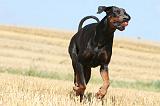 DOBERMANN 974